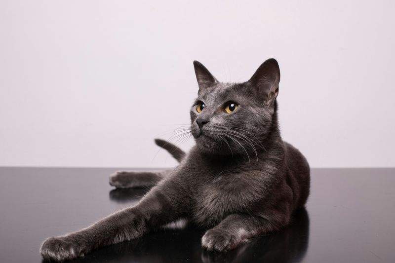 春のねこ暮らしを快適にする3つの見直しポイント