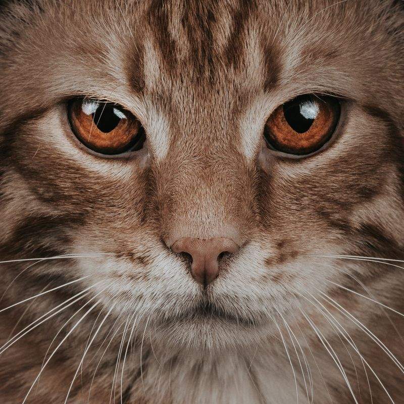 猫がよろこぶ遊び時間のつくり方