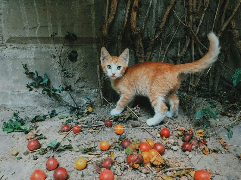 ねこライフ・ラボ株式会社 1