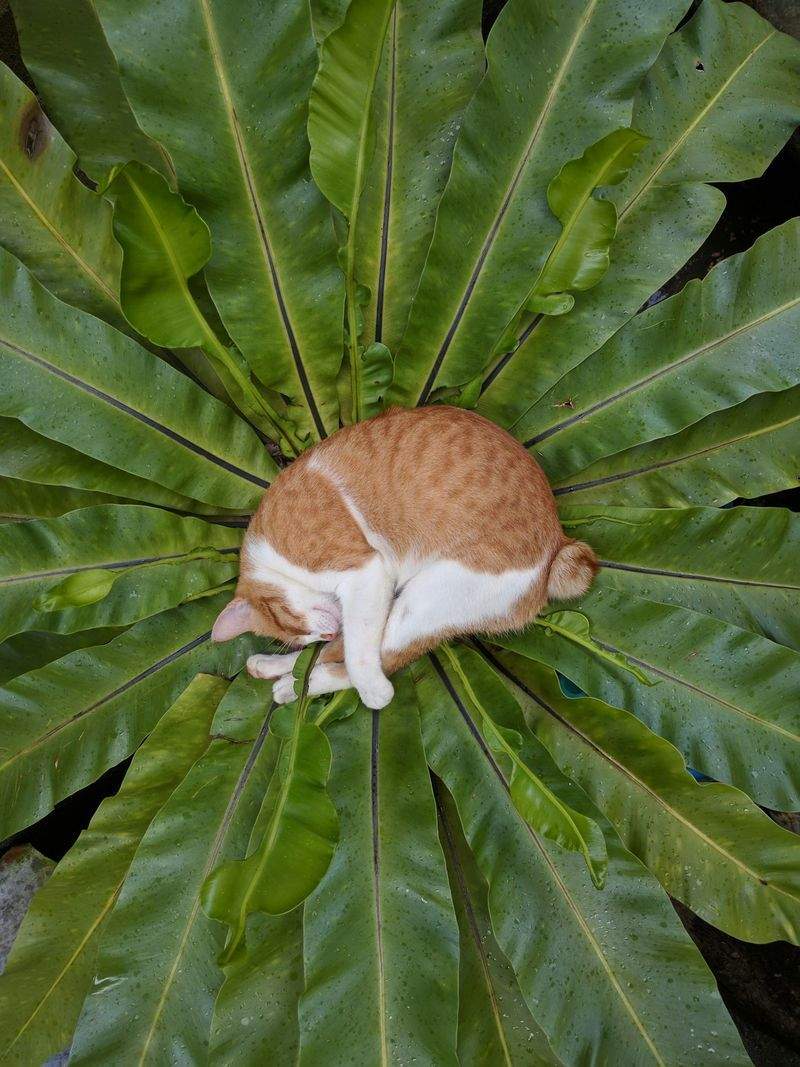 ねこライフ・ラボ株式会社 15