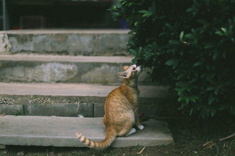 ねこライフ・ラボ株式会社 2