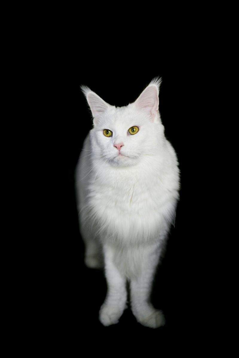ねこライフ・ラボ株式会社 3