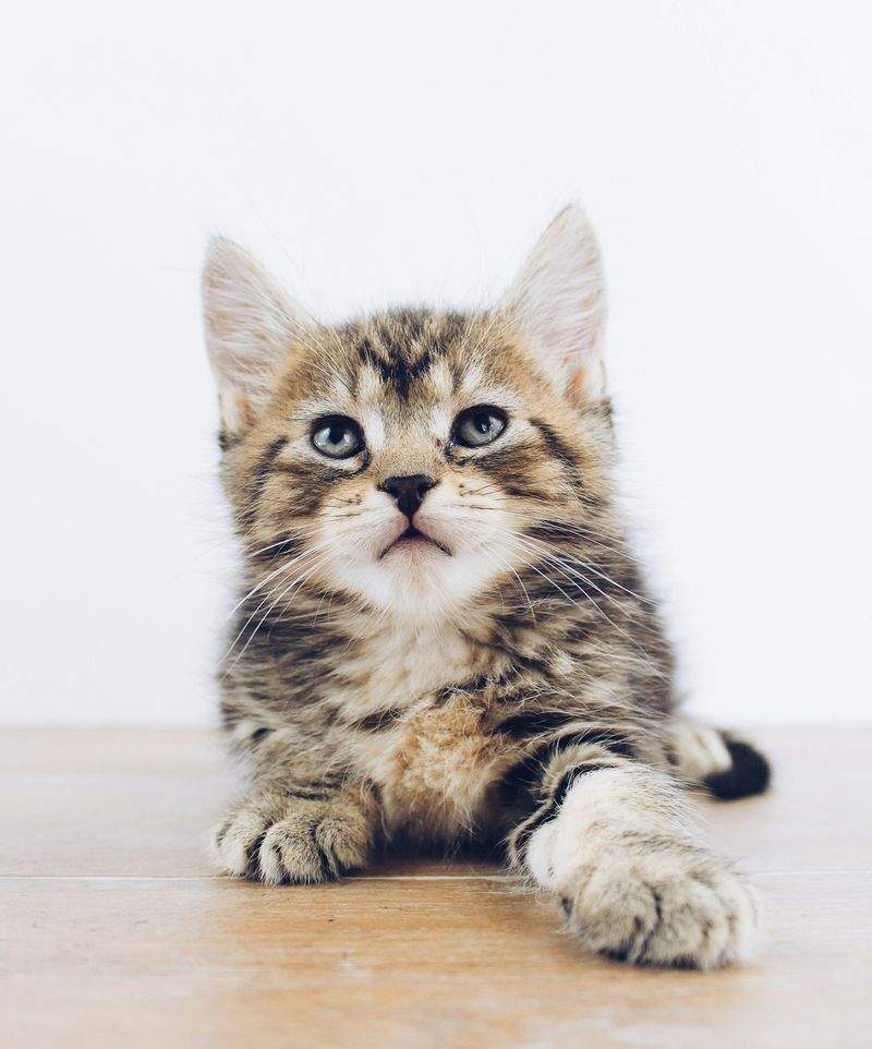 ねこライフ・ラボ株式会社 4