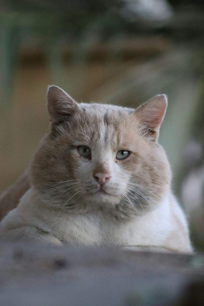 ねこライフ・ラボ株式会社 5