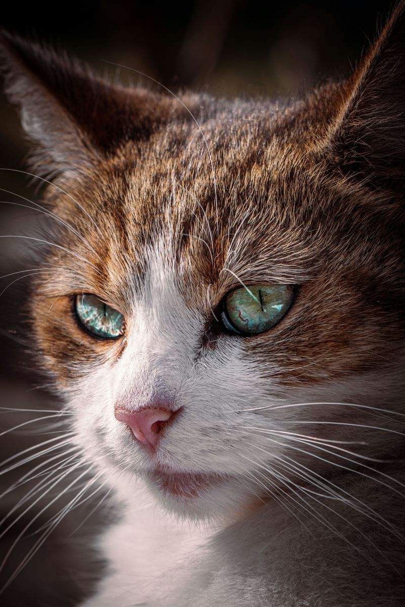 ねこライフ・ラボ株式会社 7