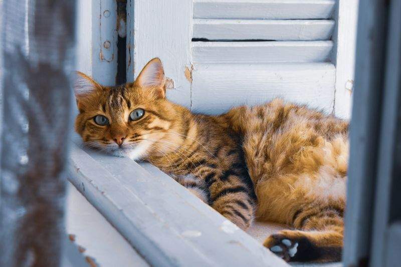 ねこライフ・ラボ株式会社 8