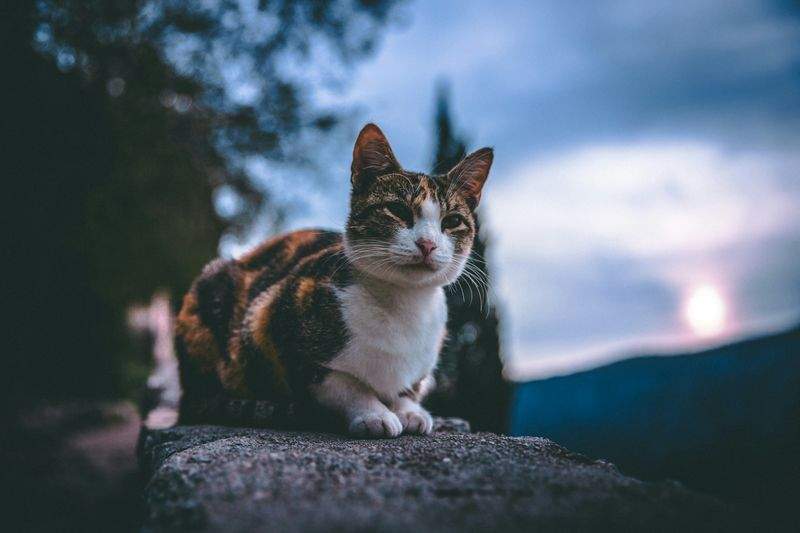 ねこライフ・ラボ株式会社 9